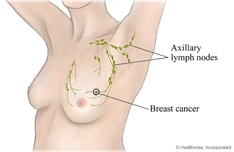 Women Body Parts Breast