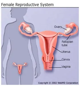 Women Body Parts Picture