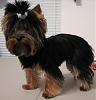 Hairstyles For Yorkies