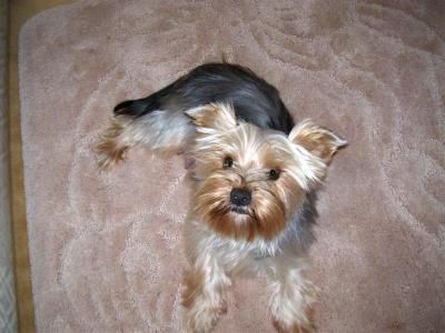 Hairstyles For Yorkies